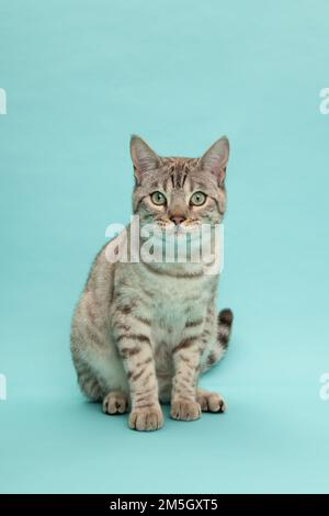Snow bengal cat looking at the camera sitting on a blue background Stock Photo