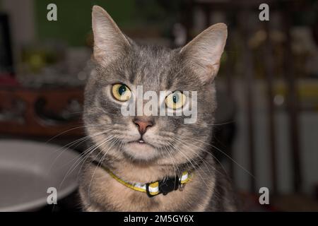 A grey, gray, tabby cat with piercing yellow eyes Stock Photo