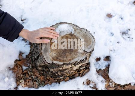 Woman is touching a tree stump on snow covered mountain in winter Stock Photo