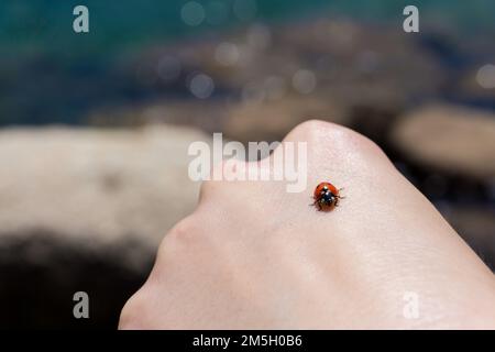 Ladybug walking on a hand Stock Photo