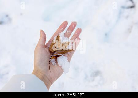 A leaf and snow in her hand on winter Stock Photo
