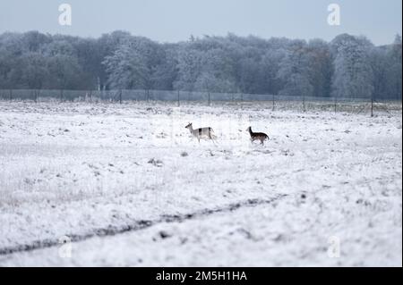 A beautiful shot of a pair of young deers running on a snow field during winter Stock Photo