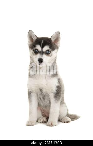 Cute pomsky puppy sitting solated on a white background looking at the camera with blue eyes Stock Photo