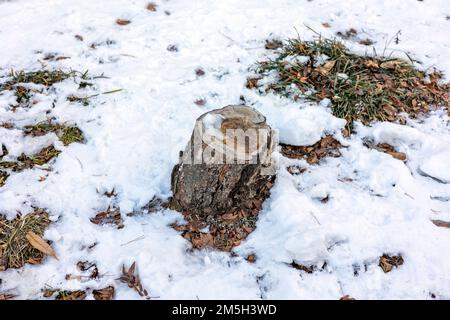 A tree stump on snow covered mountain in winter Stock Photo