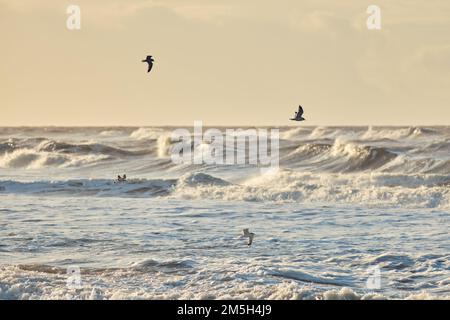 Seagulls in sunset flying over big waves on northern sea. High quality photo Stock Photo