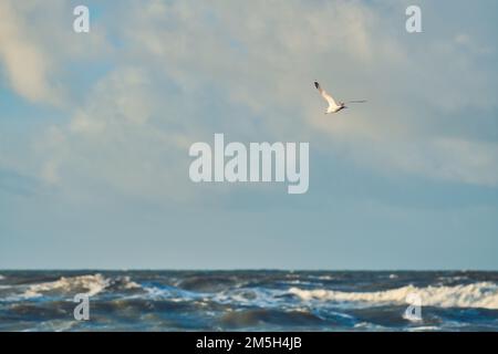 Seagull flying over waves on northern sea. High quality photo Stock Photo