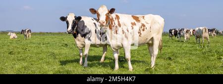 Two cows black red and white, standing upright side by side in a field, looking curious in front view Stock Photo