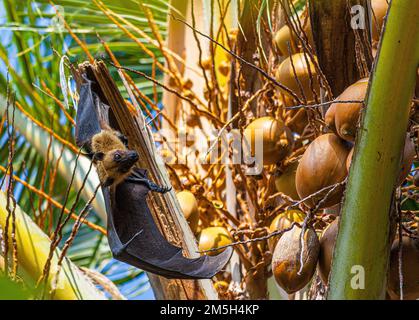 Portrait of a flying fox hanging in a palm tree in the Maldives during the day in the sunlight Stock Photo