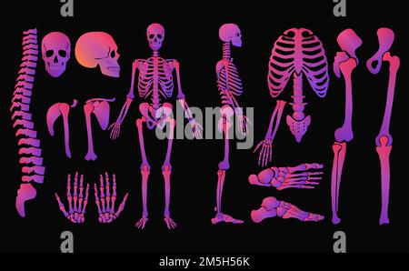 Human bones bright colors neon style skeleton set. High detailed shine gradient color vector illustration Stock Vector