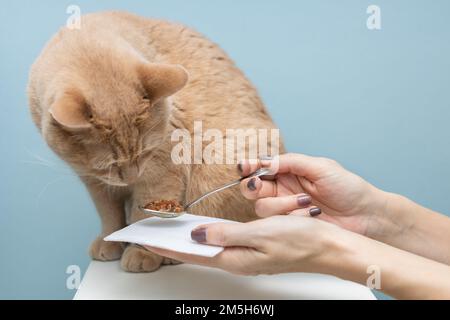 man feeding a cat food from his hand Stock Photo