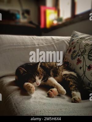 domestic cat sleep on a sofa. sleeping gray cat on the sofa of a modern home. Stock Photo