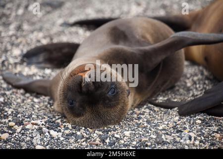 A playful sea lion cub lays beside its mother on the island of Fernandina (Isla Fernandina) in the Galapagos, Ecuador. Stock Photo