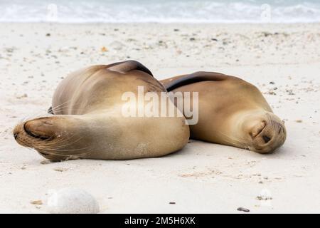 A sea lion mother and its cub sleep beside each other on the beach on Isla Genovesa in the Galapagos, Ecuador. Stock Photo