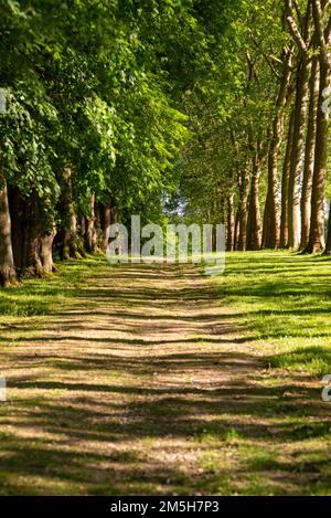 Maincy, France - May 21, 2022: An alley lined with sycamore trees in a french classical garden (Vaux-le-Vicomte). A portrait format photo taken in an Stock Photo