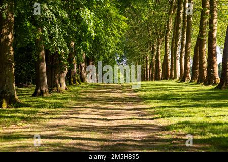 Maincy, France - May 21, 2022: An alley lined with sycamore trees in a french classical garden (Vaux-le-Vicomte). A landscape format photo taken in an Stock Photo