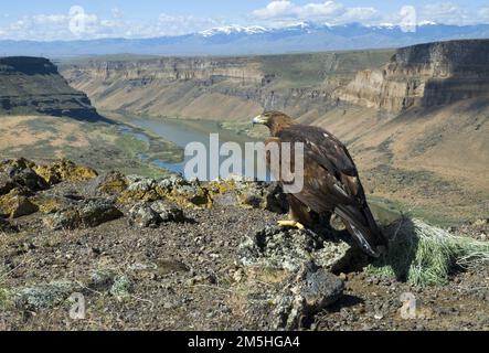 Golden Eagle at Swan Falls. A majestic golden eagle looks over the Snake River gorge at Swan Falls on the Western Heritage Historic Byway. Location: Swan Falls, Idaho (43.234° N 116.392° W) Stock Photo