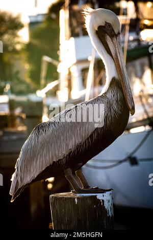 Brown Pelican sitting on a dock piling Stock Photo