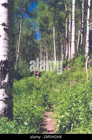 Logan Canyon Scenic Byway - Hiking on Blind Hollow Trail. Hikers enjoy the aspens and waist-high vegetation as they come down Blind Hollow Trail on a sunny spring afternoon. Location: Blind Hollow Trail, Wasatch-Cache National Forest, Utah Stock Photo