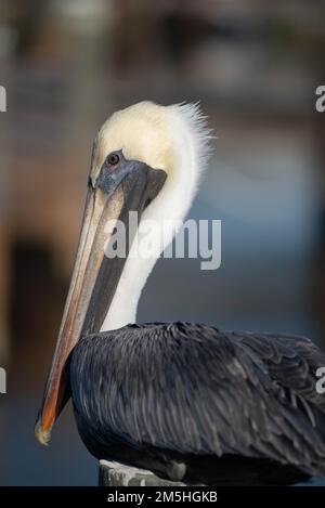 Brown Pelican in Florida Stock Photo
