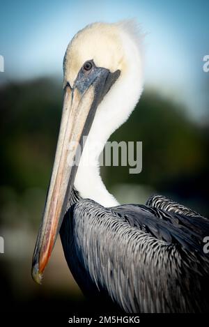 Brown Pelican in Florida Stock Photo
