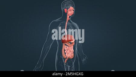 The Human Digestive System Consists Of The Gastrointestinal Tract And ...