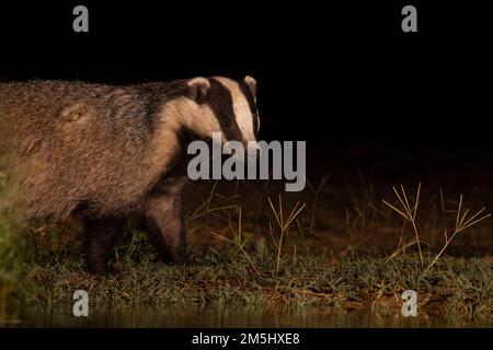 European badger (Meles meles). This relatively large mammal, found in most areas of mainland Europe, is related to the much smaller weasels, stoats an Stock Photo