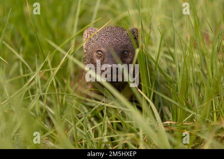 Egyptian Mongoose (Herpestes ichneumon), The Egyptian mongoose is the largest of all African mongooses and lives near water in forests, savannah, or s Stock Photo