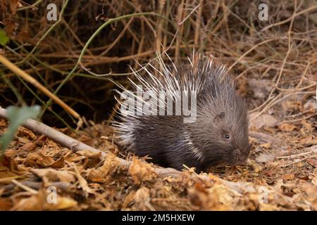 Indian Crested Porcupine (Hystrix indica), or Indian Porcupine is quite an adaptable rodent, found throughout southern Asia and the Middle East. It is Stock Photo