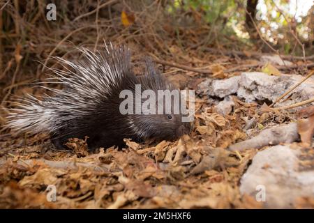 Indian Crested Porcupine (Hystrix indica), or Indian Porcupine is quite an adaptable rodent, found throughout southern Asia and the Middle East. It is Stock Photo
