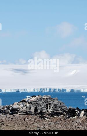 Antarctica, Weddell Sea, Paulet Island. Adelie penguins on 1903 Swedish Antarctic Expedition's stone hut built by shipwreck survivors. Stock Photo