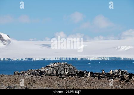 Antarctica, Weddell Sea, Paulet Island. Adelie penguins on 1903 Swedish Antarctic Expedition's stone hut built by shipwreck survivors. Stock Photo