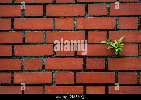 A closeup of the red brick stone wall with a small plant grown from inside the stones Stock Photo