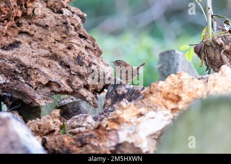 29th December 2022: A wren prospects for food in the roots of the historic Hardy Tree in St Pancras Gardens, destroyed in high winds over Christmas. Stock Photo