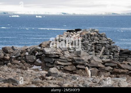 Antarctica, Weddell Sea, Paulet Island. Adelie penguins on 1903 Swedish Antarctic Expedition's stone hut built by shipwreck survivors. Stock Photo