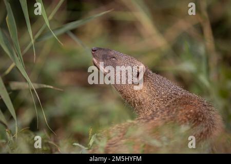 Egyptian Mongoose (Herpestes ichneumon), The Egyptian mongoose is the largest of all African mongooses and lives near water in forests, savannah, or s Stock Photo