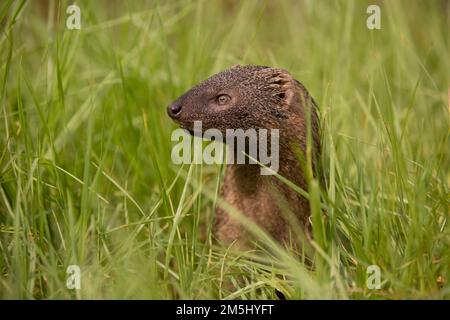 Egyptian Mongoose (Herpestes ichneumon), The Egyptian mongoose is the largest of all African mongooses and lives near water in forests, savannah, or s Stock Photo