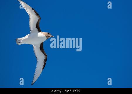 Antarctica, Drake Passage. Antarctic petrel (Thalassoica antarctica) in flight. Stock Photo