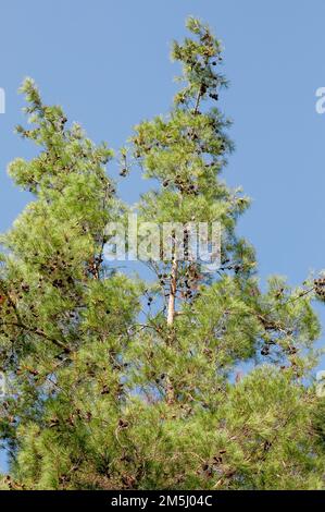 Pine tree with blue sky background Photographed in Israel Stock Photo