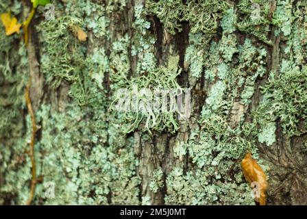 Greenish lichen on tree bark in humid forest, moss algae, horizontal Stock Photo