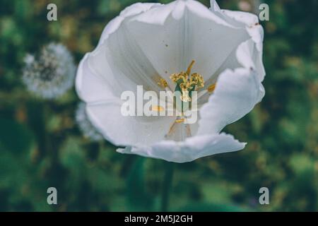 Wonderful white tulips in bloom at summer. Stock Photo