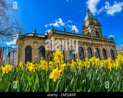 A closeup of daffodils with St. Philip's Cathedral in the background. Birmingham, England, UK. Stock Photo