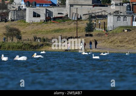 Toluca, Mexico. 28th Dec, 2022. A group of 100 American pelicans migrated to the 'Tlachaloya lagoons' located north of the city of Toluca, where they will spend the winter until March, some visitors from the area come to the place to appreciate them while they rest in the place. on December 28 in Toluca, México. (Credit Image: © Arturo Hernandez/eyepix via ZUMA Press Wire) Stock Photo