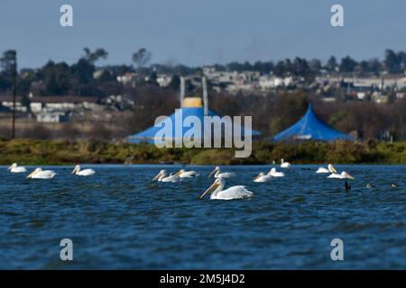 Toluca, Mexico. 28th Dec, 2022. A group of 100 American pelicans migrated to the 'Tlachaloya lagoons' located north of the city of Toluca, where they will spend the winter until March, some visitors from the area come to the place to appreciate them while they rest in the place. on December 28 in Toluca, México. (Credit Image: © Arturo Hernandez/eyepix via ZUMA Press Wire) Stock Photo