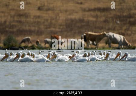 Toluca, Mexico. 28th Dec, 2022. A group of 100 American pelicans migrated to the 'Tlachaloya lagoons' located north of the city of Toluca, where they will spend the winter until March, some visitors from the area come to the place to appreciate them while they rest in the place. on December 28 in Toluca, México. (Credit Image: © Arturo Hernandez/eyepix via ZUMA Press Wire) Stock Photo