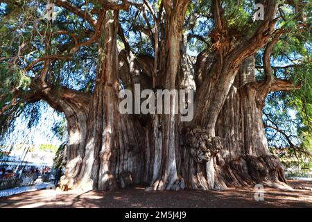 Santa Maria El Tule, Mexico. 28th Dec, 2022. General View of the gigantic and unique juniper called ''El Ãrbol del Tule'', one of the natural beauties of Oaxaca with more than 2,000 years old, the tree has a height of 40 meters high and a diameter of 52.58 m. It is located in Santa MarÃ-a El Tule, 12 km from the City of Oaxaca. December 28, 2022 in Santa Maria El Tule, Mexico. (Credit Image: © Carlos Santiago/eyepix via ZUMA Press Wire) Stock Photo