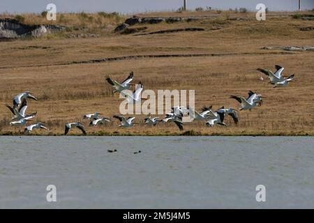 December 28, 2022, Toluca, Mexico : A group of 100 American pelicans migrated to the 'Tlachaloya lagoons' located north of the city of Toluca, where they will spend the winter until March, some visitors from the area come to the place to appreciate them while they rest in the place. on December 28 in Toluca, México. (Photo by Arturo Hernandez / Eyepix Group) Stock Photo