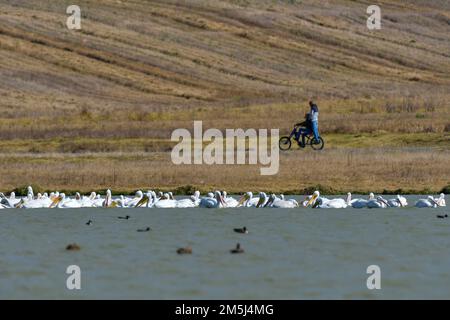 December 28, 2022, Toluca, Mexico : A group of 100 American pelicans migrated to the 'Tlachaloya lagoons' located north of the city of Toluca, where they will spend the winter until March, some visitors from the area come to the place to appreciate them while they rest in the place. on December 28 in Toluca, México. (Photo by Arturo Hernandez / Eyepix Group) Stock Photo