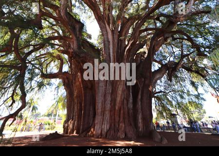 Santa Maria El Tule, Mexico. 28th Dec, 2022. General View of the gigantic and unique juniper called ''El Ãrbol del Tule'', one of the natural beauties of Oaxaca with more than 2,000 years old, the tree has a height of 40 meters high and a diameter of 52.58 m. It is located in Santa MarÃ-a El Tule, 12 km from the City of Oaxaca. December 28, 2022 in Santa Maria El Tule, Mexico. (Credit Image: © Carlos Santiago/eyepix via ZUMA Press Wire) Stock Photo