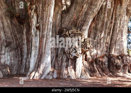 December 28, 2022, Santa Maria El Tule, Mexico: General View of the gigantic and unique juniper called 'Tule Tree”, one of the natural beauties of Oaxaca with more than 2,000 years old, the tree has a height of 40 meters high and a diameter of 52.58 m. It is located in Santa María El Tule, 12 km from the City of Oaxaca. December 28, 2022 in Santa Maria El Tule, Mexico. (Photo by Carlos Santiago/ Eyepix Group) Stock Photo