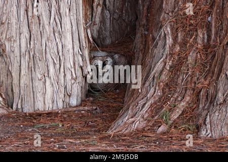 December 28, 2022, Santa Maria El Tule, Mexico: General View of the ...